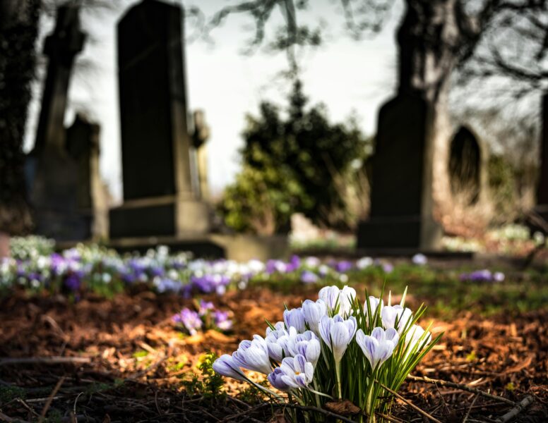 Delicate crocuses bloom in early spring, contrasting with weathered tombstones in a tranquil graveyard.