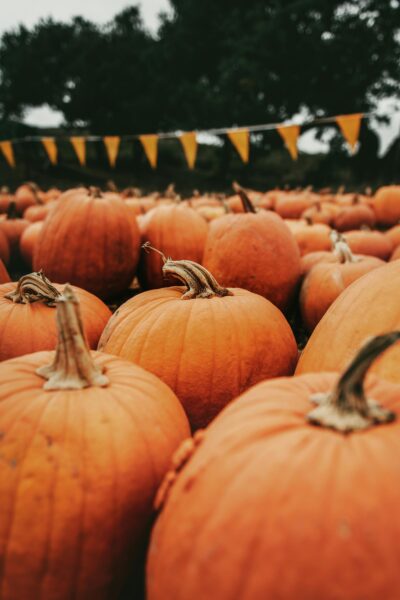 A scenic view of pumpkins in a Santa Maria field, perfect for autumn and harvest themes.