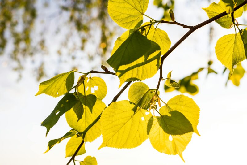 A close-up view of green leaves on a sunlit branch, capturing the essence of summer.