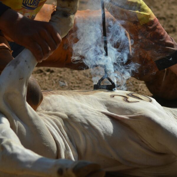 Cattle branding in progress with a hot iron, emitting smoke.