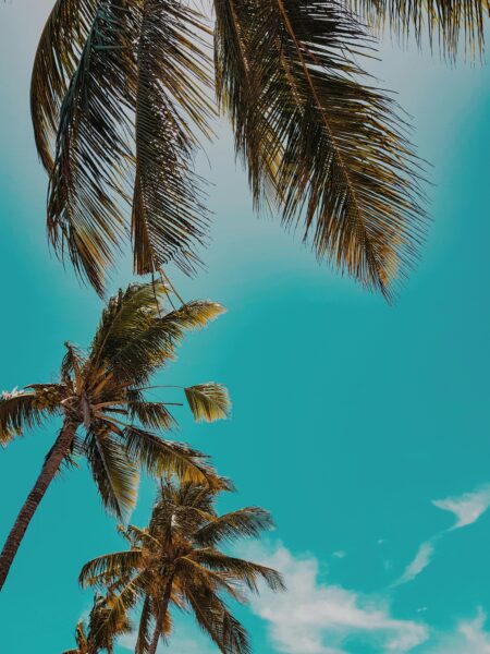 Low angle view of palm trees swaying against a clear tropical blue sky, capturing the essence of summer.