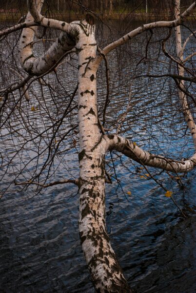 A picturesque birch tree extends gracefully over a rippling river, creating a serene nature scene.