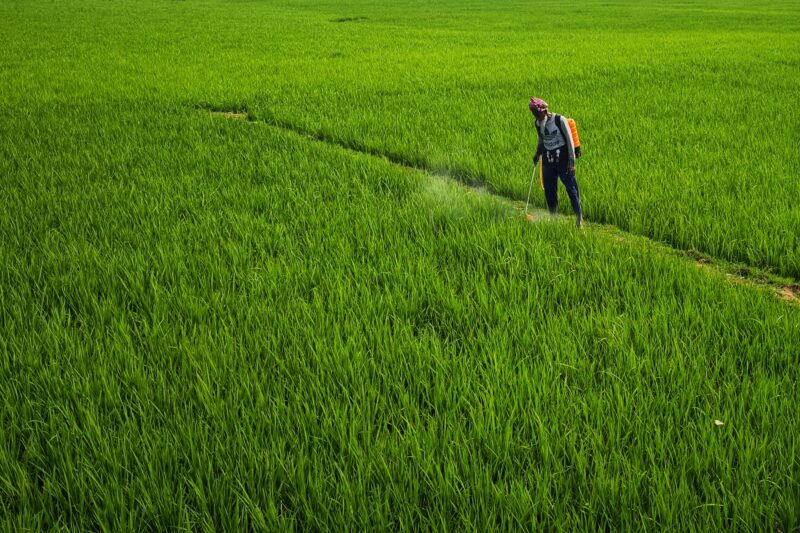 A farmer spraying pesticides in lush green rice fields in Bolpur, India, showcasing rural agriculture.