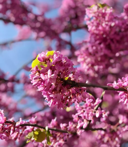 Close-up of vibrant pink blossoms in full bloom, capturing the essence of spring in Baku, Azerbaijan.