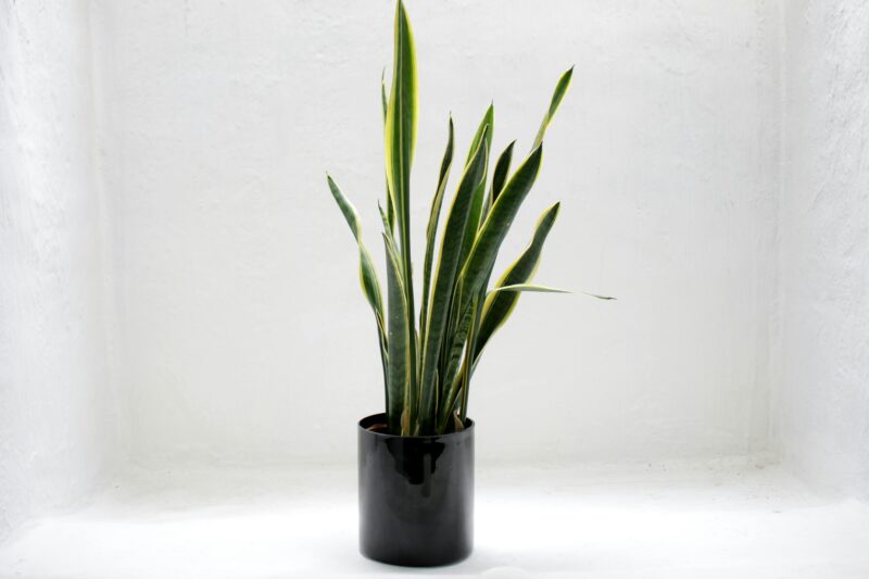 Elegant green snake plant in a sleek black pot against a white background.