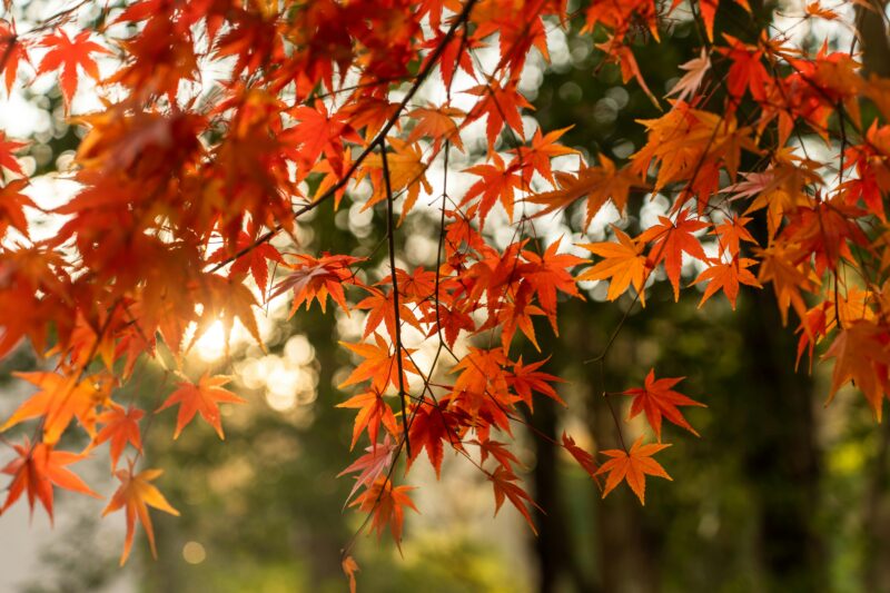 Beautiful orange and red autumn leaves backlit by the sun, creating a warm and serene nature scene.