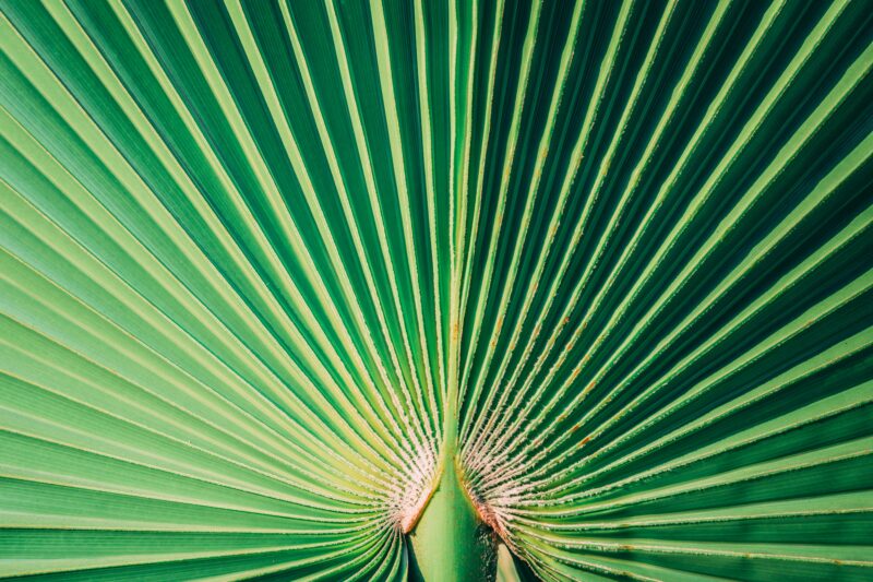 Detailed close-up of a green fan palm leaf showcasing natural patterns and texture.