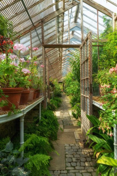 Vibrant plants and flowers in a Greenhouse