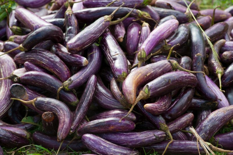 A pile of freshly harvested organic eggplants showcasing vibrant purple hues.