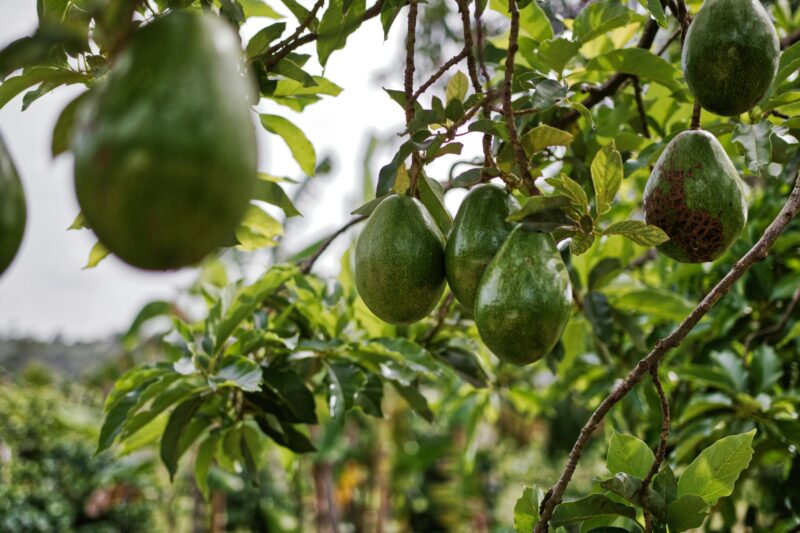 Fresh avocados hanging from a branch, showcasing agricultural produce in a natural setting.