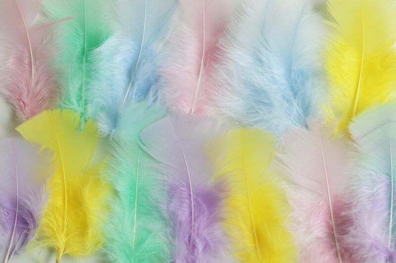 A collection of multi-colored pastel feathers arranged in a soft, dreamy display.