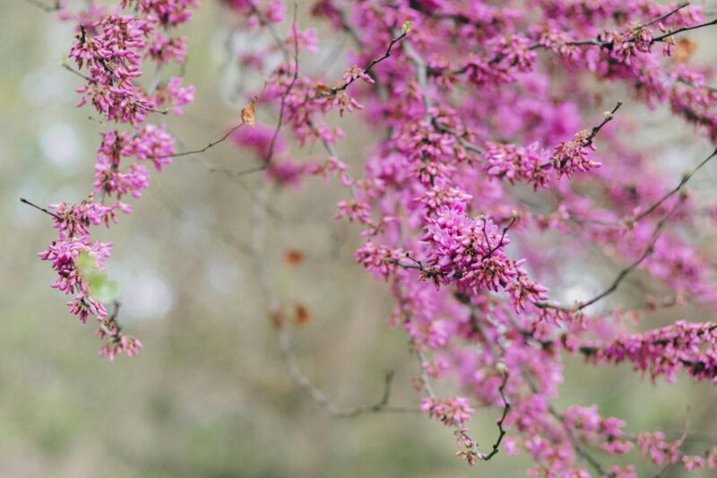 Close-up of vivid pink Chinese redbud flowers in bloom, perfect for spring themes.