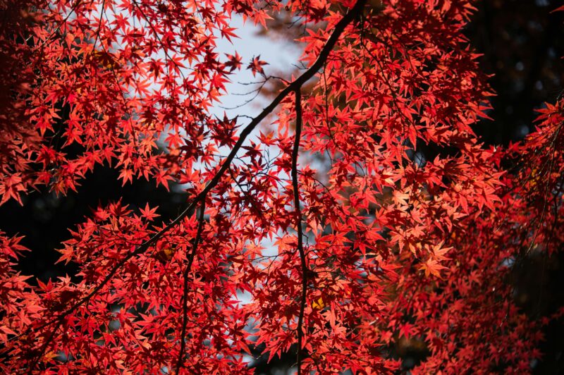 Beautiful red maple leaves illuminated by sunlight, capturing the essence of autumn in Shinjuku, Tokyo.