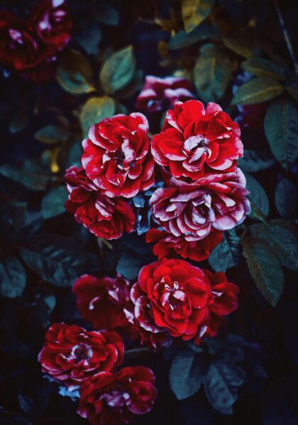 Beautiful close-up of vibrant red roses with lush green leaves in a garden setting.