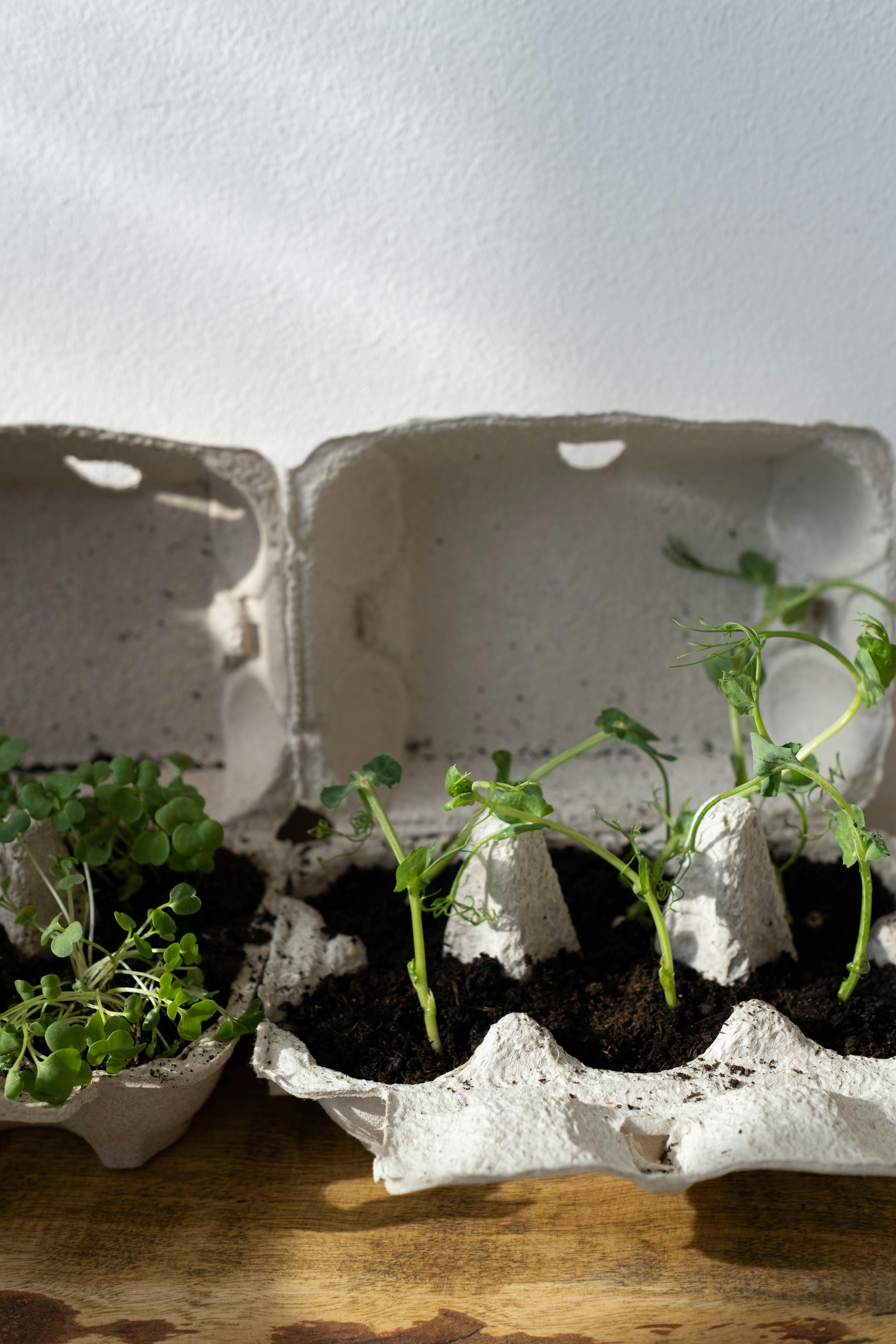 Sprouting plants in egg cartons symbolize sustainable home gardening. Ideal for eco-friendly concepts.