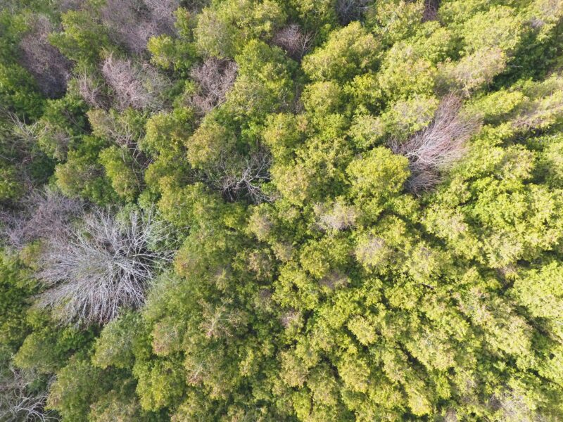 A stunning aerial view of a lush green forest in full summer bloom, showcasing dense foliage.