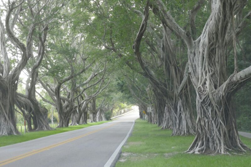 A mesmerizing tree-lined road in Hobe Sound, Florida, showcasing twisting trunks and lush greenery.