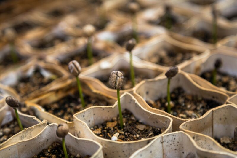 how long does it take to grow coleus from seed