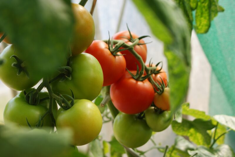 how to save a dying tomato plant