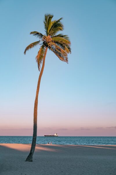 palm tree vs coconut tree leaves