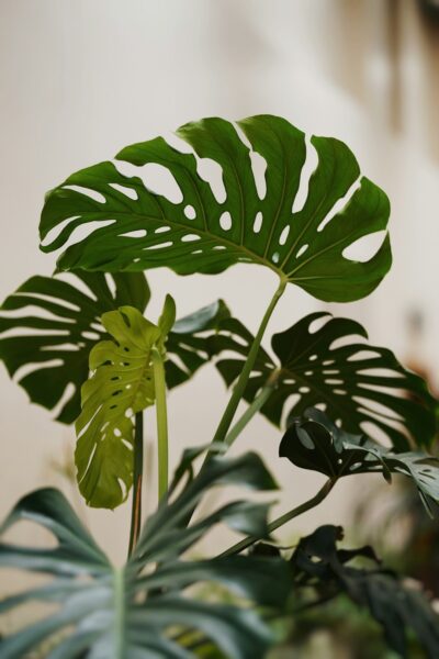 why are my monstera leaves drooping