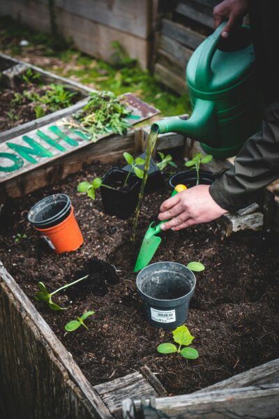 how to save a dying tomato plant