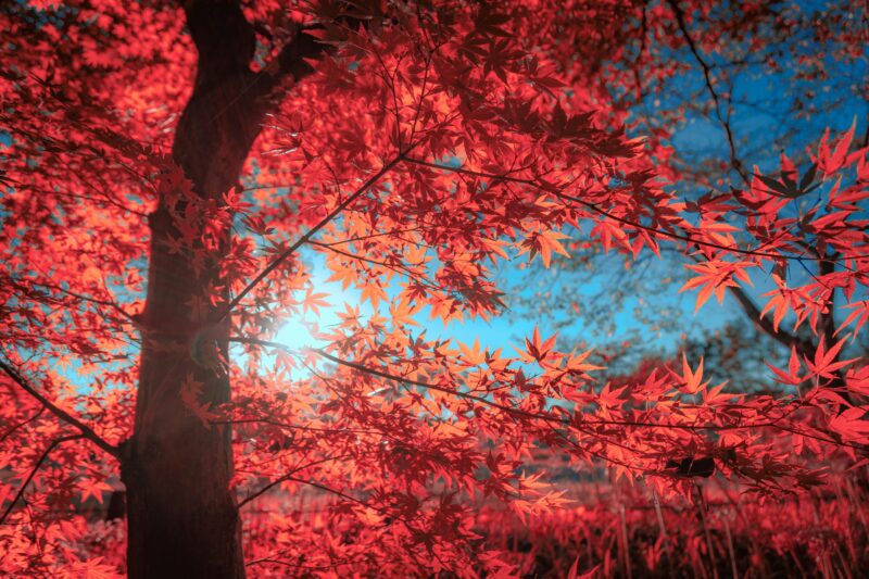 red sunset maple tree pros and cons