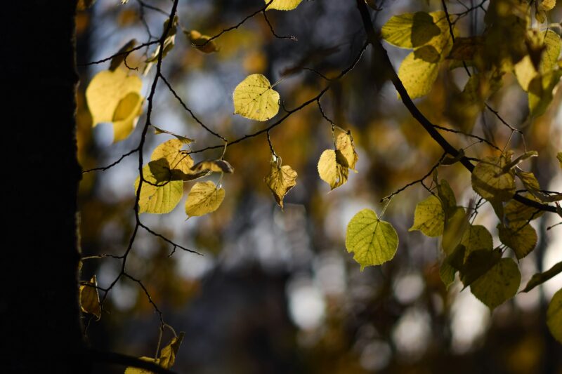 identification trees with heart shaped leaves