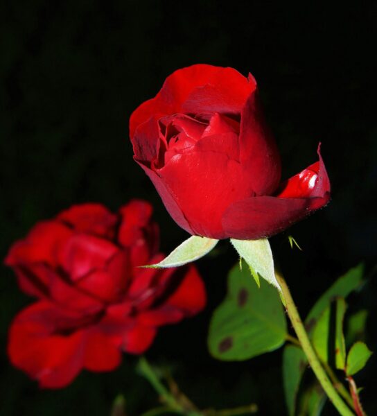 Stunning close-up of vibrant red roses in bloom, capturing the beauty and essence of nature.