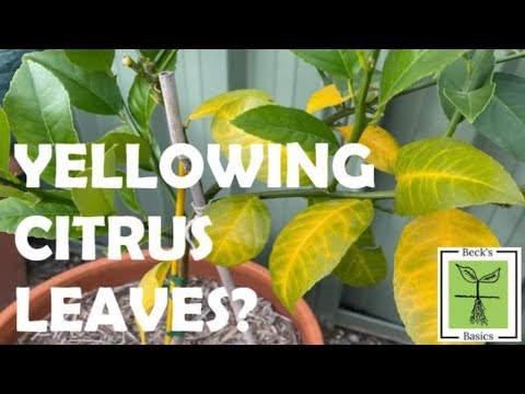 Are your CITRUS TREE LEAVES going yellow? What causes it and how do you fix it? Yellowing citrus leaves