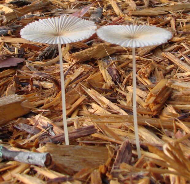 Two small mushrooms, bark mulch, nature