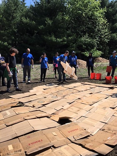 Laying down cardboard mulch, garden maintenance