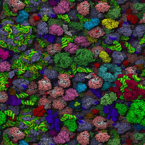 Molecular model of bacterial cytoplasm RNA location