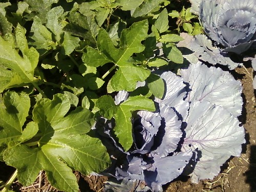 Squash Leaves and Cabbages