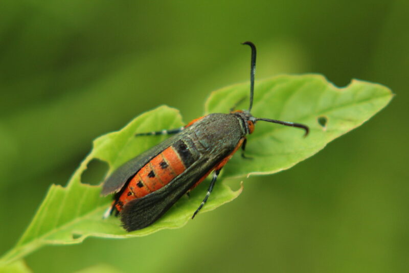 Squash Vine Borer issues on squash leaves