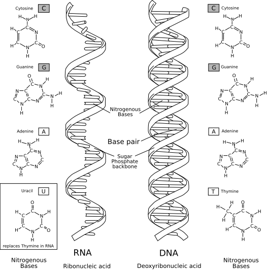 RNA compared to DNA structure differences