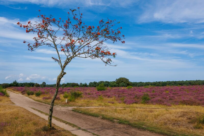 A single tree stands by a blooming heather field and dirt path under a blue sky.