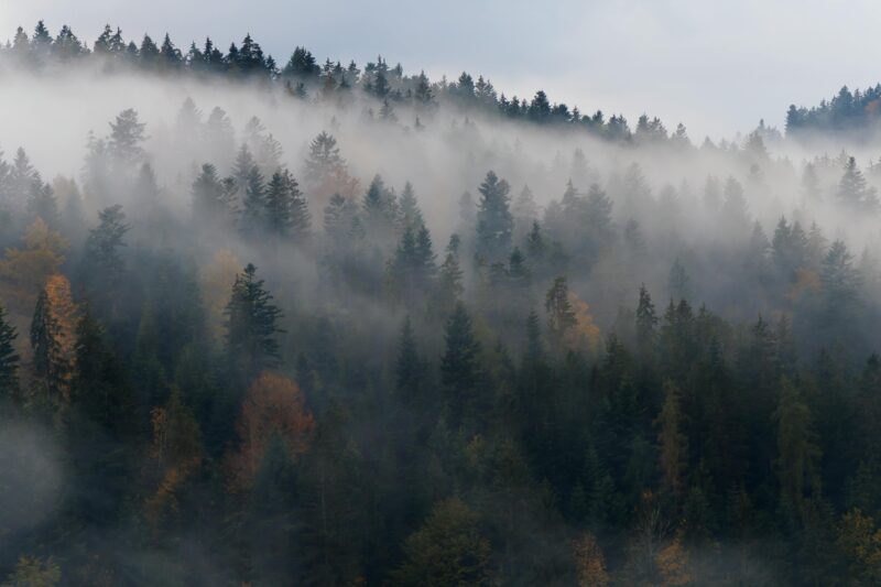 A misty forest enveloped in fog with autumn colors visible on the trees.