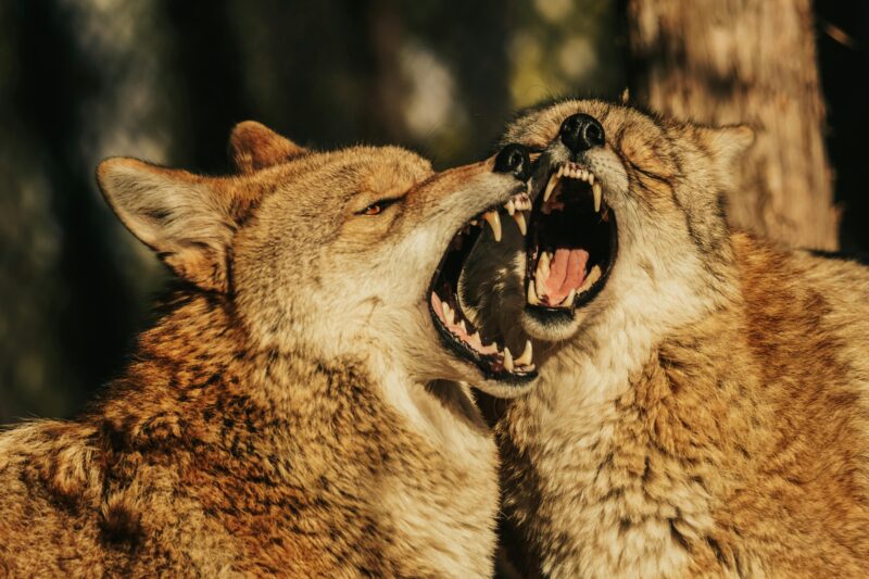 Close-up of two coyotes with open mouths engaged in a playful but fierce interaction outdoors.