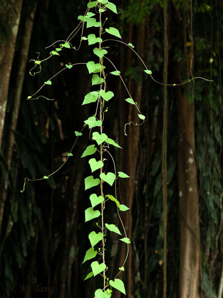 Aerial root of a Fig Tree