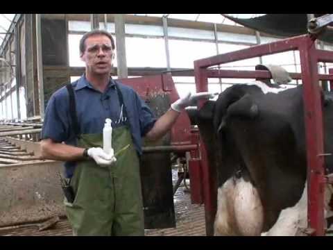 Taking the Rectal Temperature of a Dairy Cow