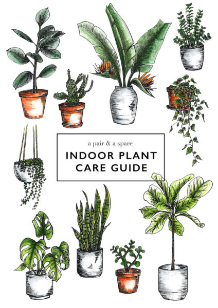 Indoor plant care guide