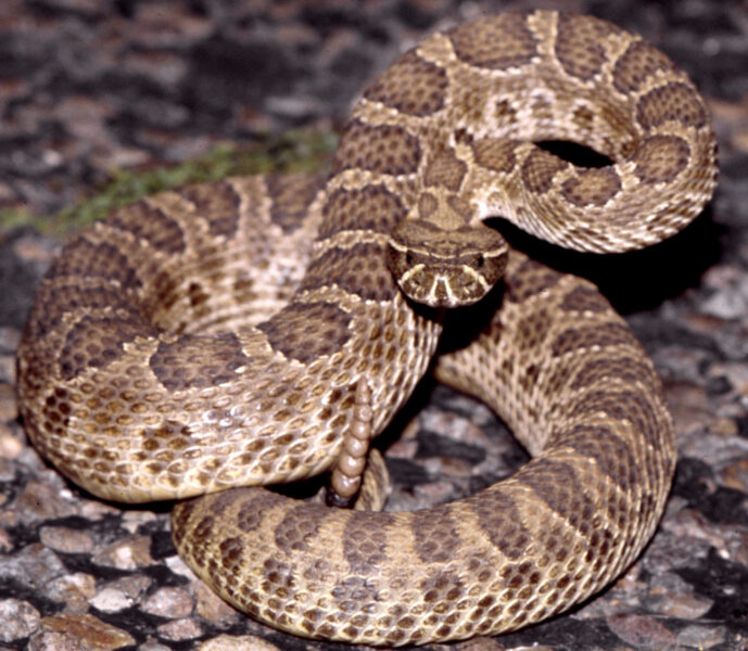 Prairie Rattlesnake, north Texas