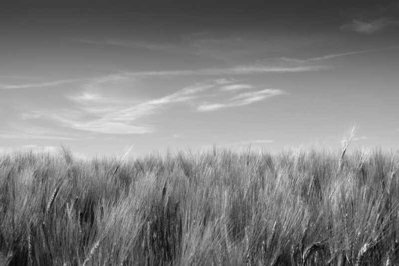 Barley Field