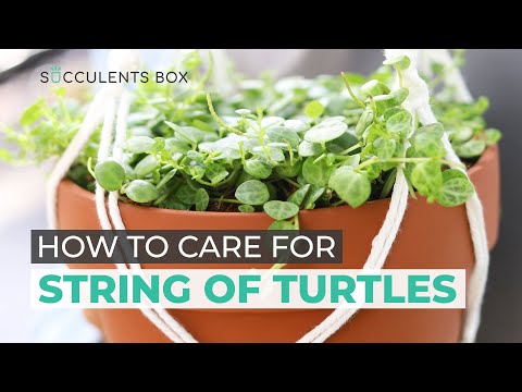 BEST TIPS: HOW TO TAKE CARE OF STRING OF TURTLES | PEPEROMIA PROSTRATA