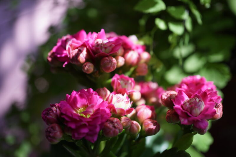 Kalanchoe blossfeldiana 'Calandiva Pink' at home.