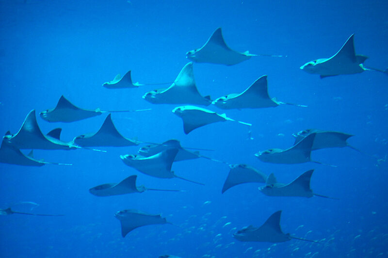 Sting Rays