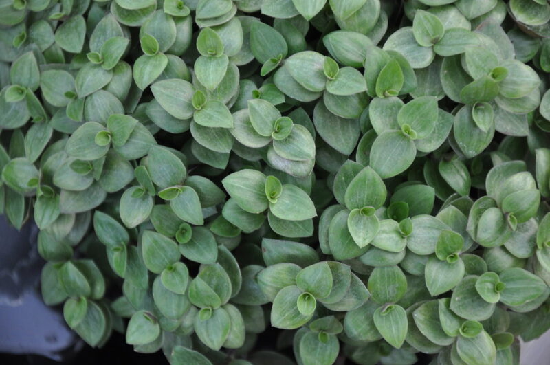 Callisia repens 'Turtle Vine'