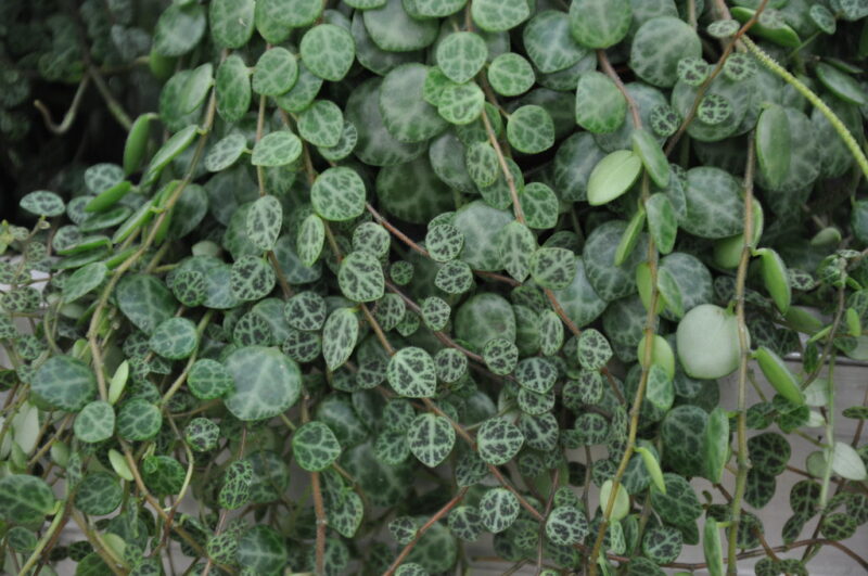 Peperomia prostrata 'Magic Marmer'