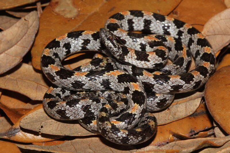 Short-Tailed Snake